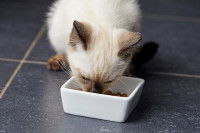 Un chaton Siamois mange quelques croquettes dans sa gamelle