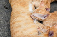 Des chatons roux tètent leur mère