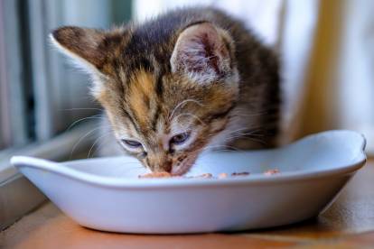 Quelle est l'alimentation idéale du chaton après sevrage ?