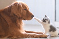 Un chaton posant sa patte sur le museau d'un gros chien