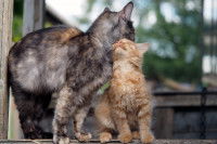 Un chaton roux se frottant à sa mère