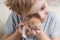 Un enfant câlinant un petit chaton roux