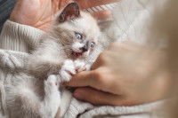 Un chaton jouant avec sa maitresse