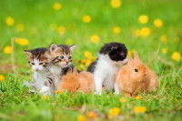 Trois chatons assis à côté de deux lapins