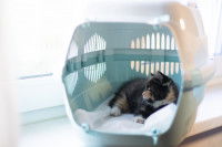 Un chaton tricolore couché dans sa cage de transport