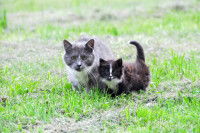 Un chat gris et un chaton noir et blanc dans l'herbe