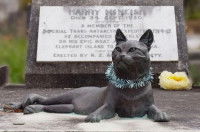 La statue en bronze de Mrs Chippy, le chat de l'expédition polaire Endurance, sur la tombe de Harry McNish