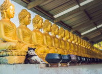 Un chat assis devant des statues de Bouddha