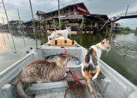 Trois chats assis dans une barque sur une rivière