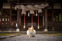 Un chat assis devant un sanctuaire japonais