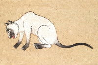 Une illustration d'un chat Wichien Maat tirée du « Tamra Maew »