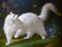 « Chat angora poursuivant un oiseau » de Jean-Jacques Bachelier, 1761