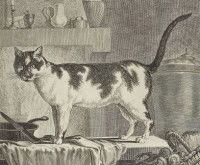 Illustration d'un chat domestique dans le volume VI de l'« Histoire naturelle » du comte de Buffon