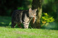Un chat gris tigré tenant un rongeur dans sa gueule.