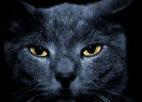 Gros plan sur  le regard d'un chat noir aux yeux jaunes.