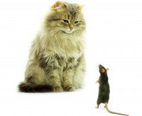 Un chat et un rat face à face, se regardant dans les yeux.