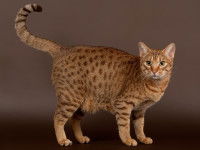 Croiser des chats pour obtenir de nouvelles races de chats