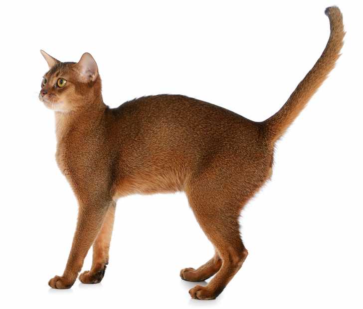 Le Type Medioligne Morphologie Du Chat