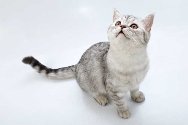 Les Effets De Robe Des Chats Couleurs Et Robes Des Chats