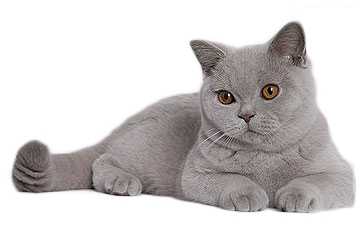 Couleurs et Robes des Chats