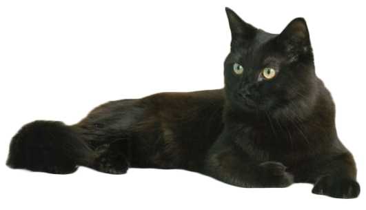 chaud noir chatte pic ébène fait maison bandes