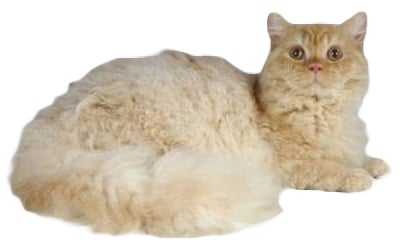 Les Effets De Robe Des Chats Couleurs Et Robes Des Chats