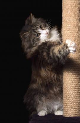 Couper Les Griffes De Son Chat