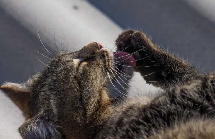 Couper Les Griffes De Son Chat