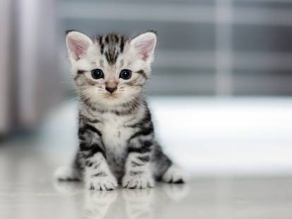 La Croissance D'un Chaton, De La Naissance À L'âge Adulte