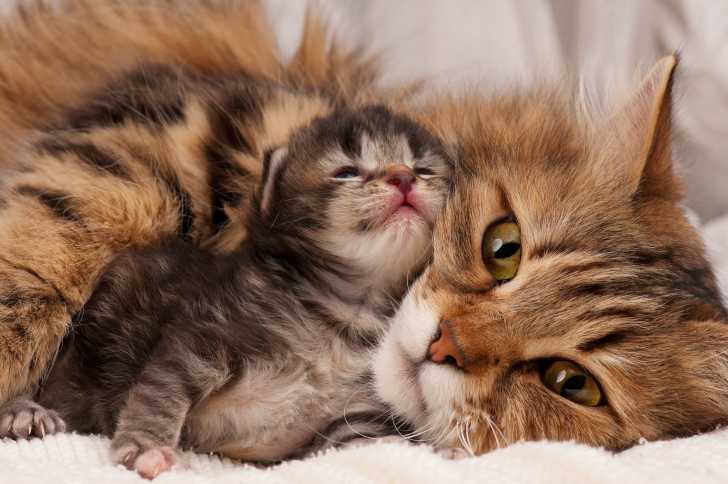 La Croissance D Un Chaton De La Naissance A L Age Adulte