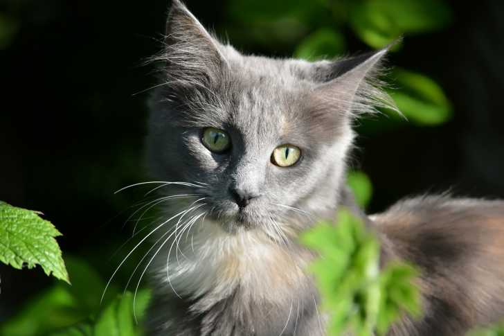 La Croissance D Un Chaton De La Naissance A L Age Adulte