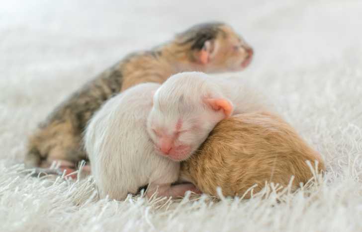 La Croissance D'un Chaton, De La Naissance À L'âge Adulte