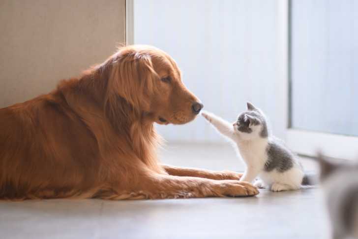 La Croissance D'un Chaton, De La Naissance À L'âge Adulte