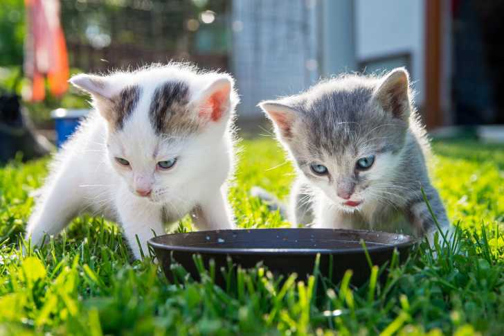 La Croissance D Un Chaton De La Naissance A L Age Adulte