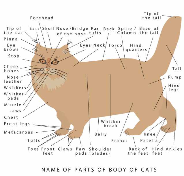 La Morphologie Du Chat