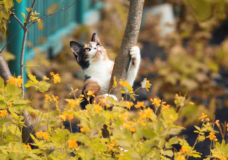 Les Griffes Du Chat Morphologie Des Chats