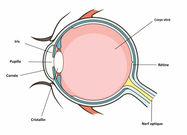 Les Yeux Du Chat Morphologie Des Chats