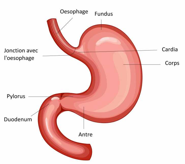 L Appareil Digestif Du Chat Morphologie Des Chats