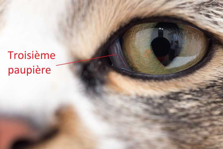 Les Yeux Du Chat Morphologie Des Chats