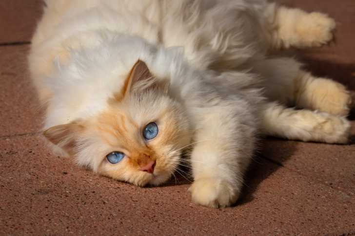 Les Chats Au Pelage Colourpoint Origines Races Reproduction