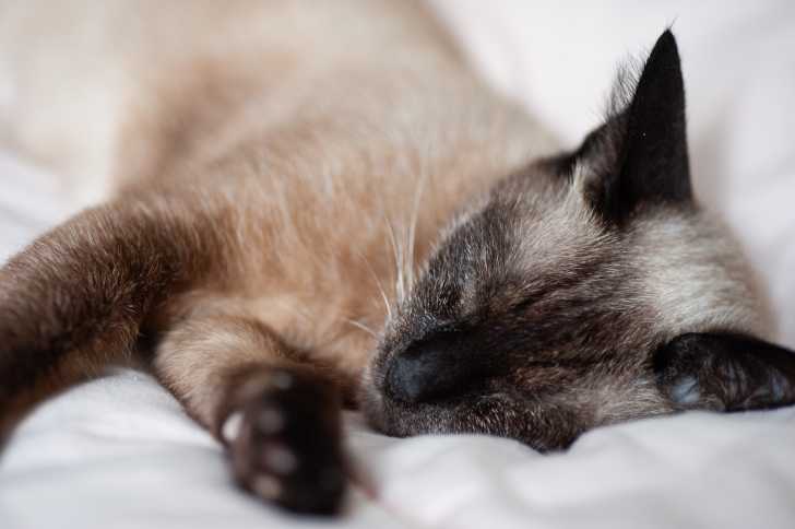 Les Chats Au Pelage Colourpoint Origines Races Reproduction Les Chats Au Pelage Colourpoint Origines Races Reproduction