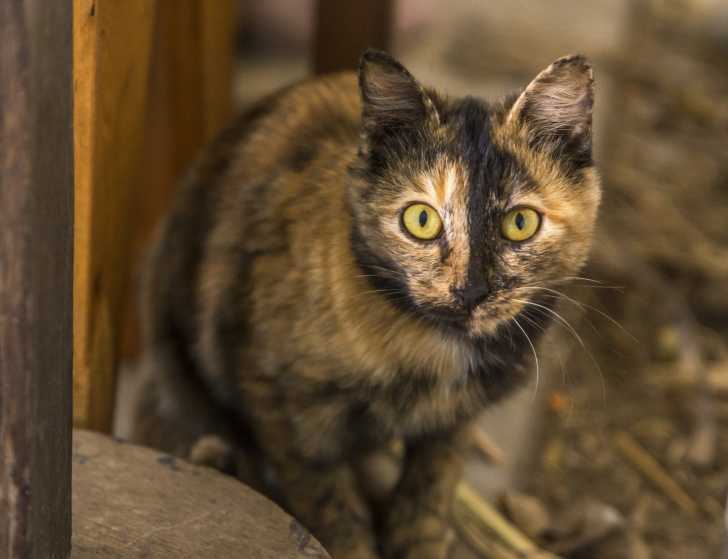 Les Chats Ecaille De Tortue Ou Noirs Et Roux