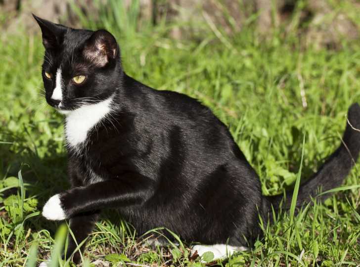 Les Chats Noirs Et Blancs Races Motifs Caractere