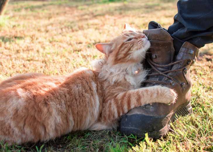 Les Chats Roux Caractere Races Particularites