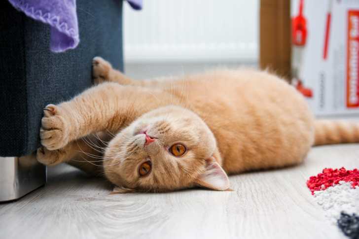Les Chats Roux