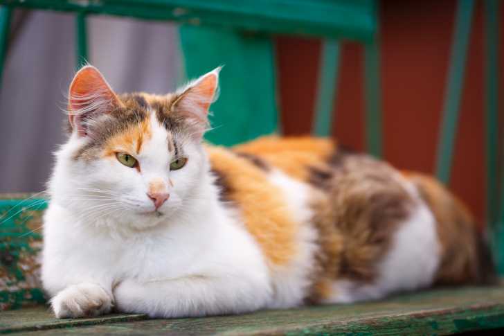 Les Chats Tricolores Calicos Ou Isabelle