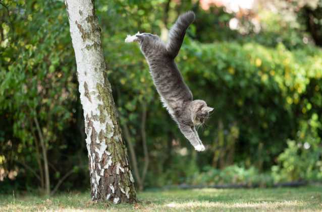 Les Coussinets Du Chat Role Entretien Blessures Maladies