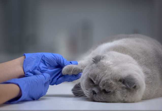 Les Coussinets Du Chat Role Entretien Blessures Maladies