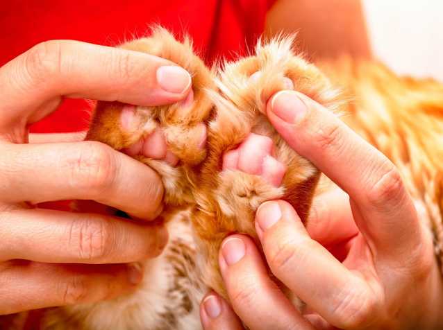 Les Coussinets Du Chat Role Entretien Blessures Maladies