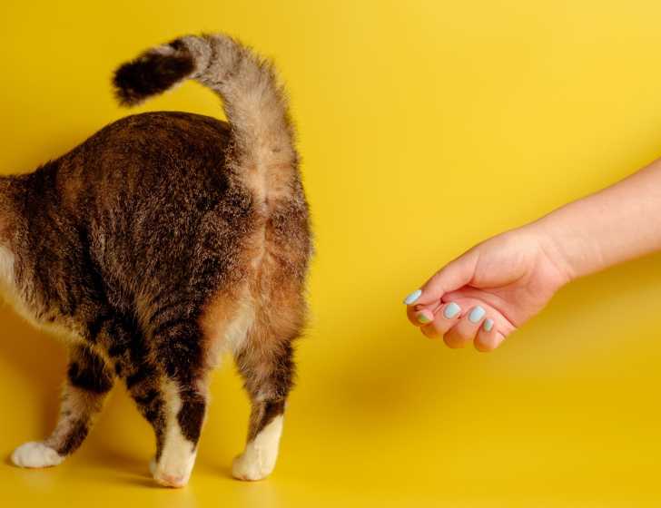 Les Glandes Anales Du Chat Role Problemes Entretien Les Glandes Anales Du Chat Role Problemes Entretien